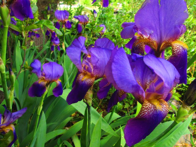 Fondos purpura
